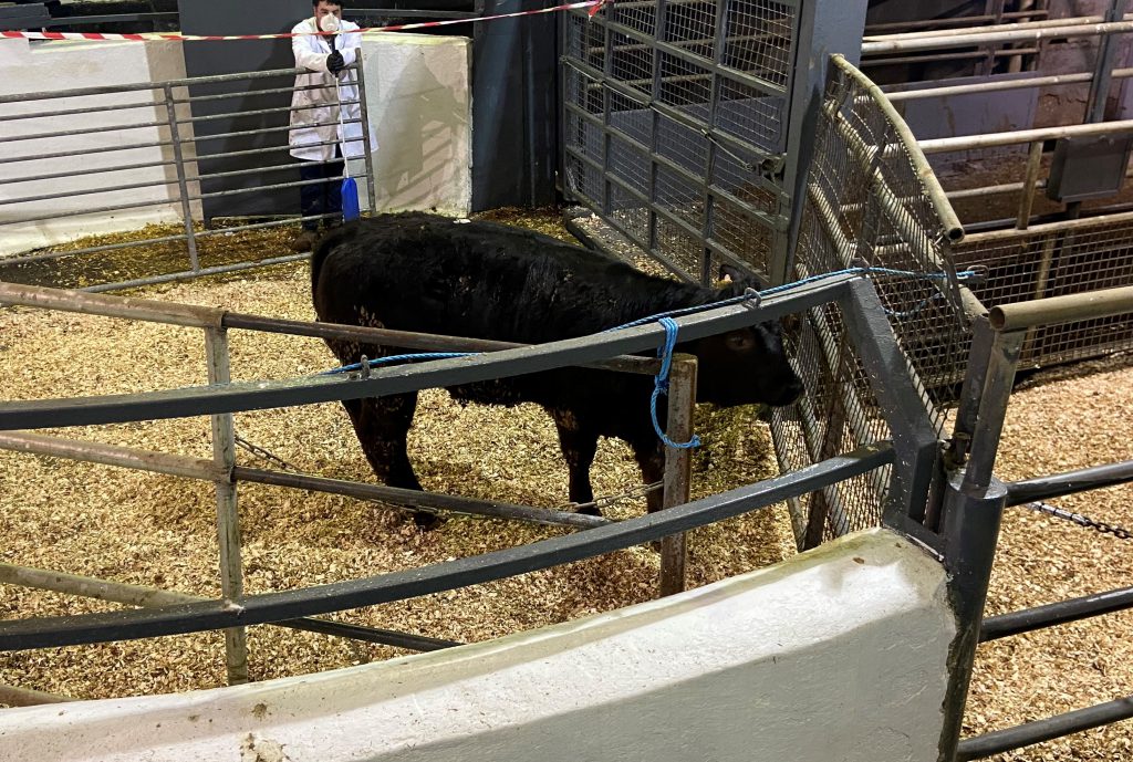 This 390kg, February-2019 born, Limousin heifer made €930 or €2.38/kg