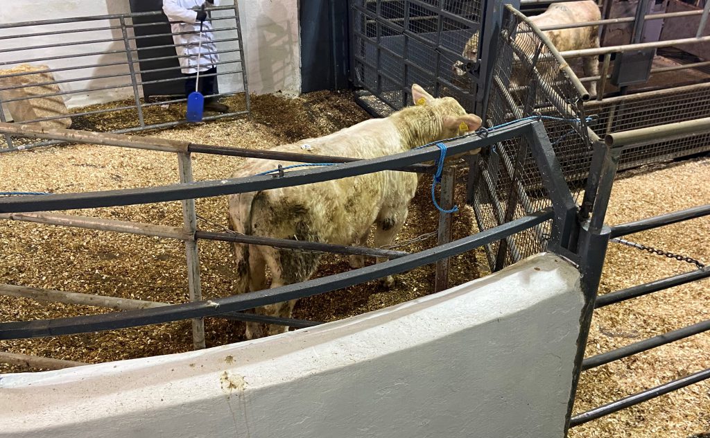 This 400kg, March-2019 born, Charolais bull sold for €950 or €2.37/kg