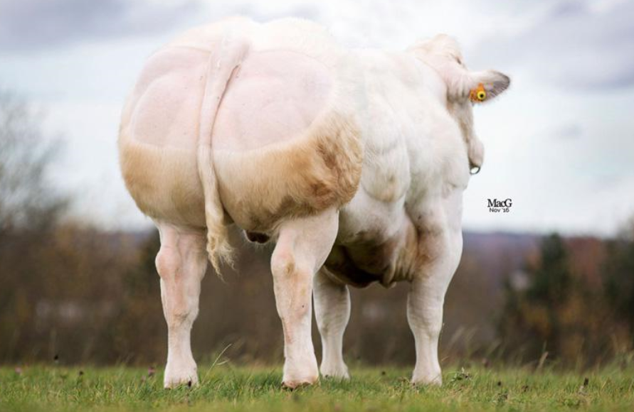 Ideal de Petit Waret (BB4286)