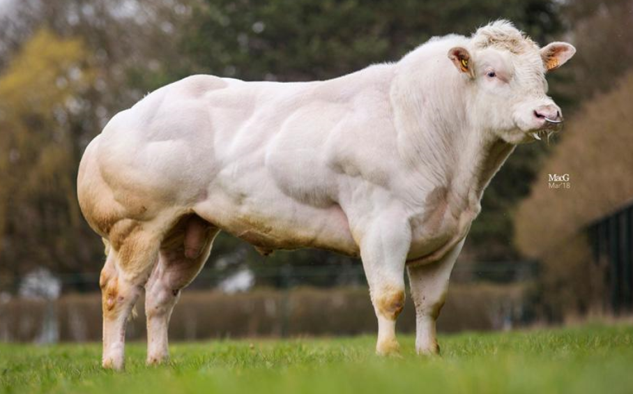 Test sire Damoiseau Chard (BB5259)