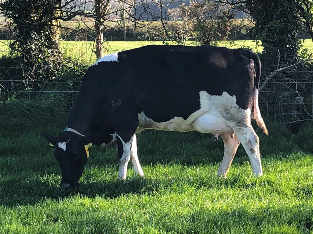 A Crefogue Doncaster (CFF) daughter. Image source: Kevin O’Hanlon