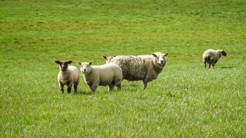 Weaning lambs a little bit earlier will reduce the grass demand on the farm