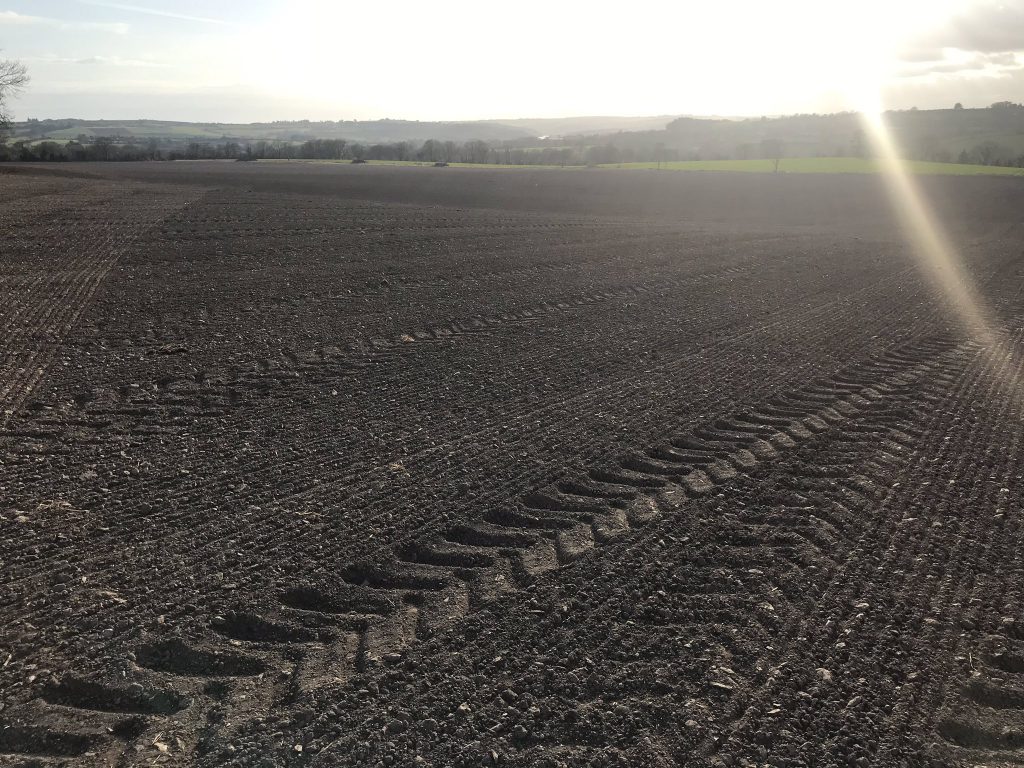 The sun setting on a crop of spring barley after being rolled earlier in the month. Image source: Padraig Connery