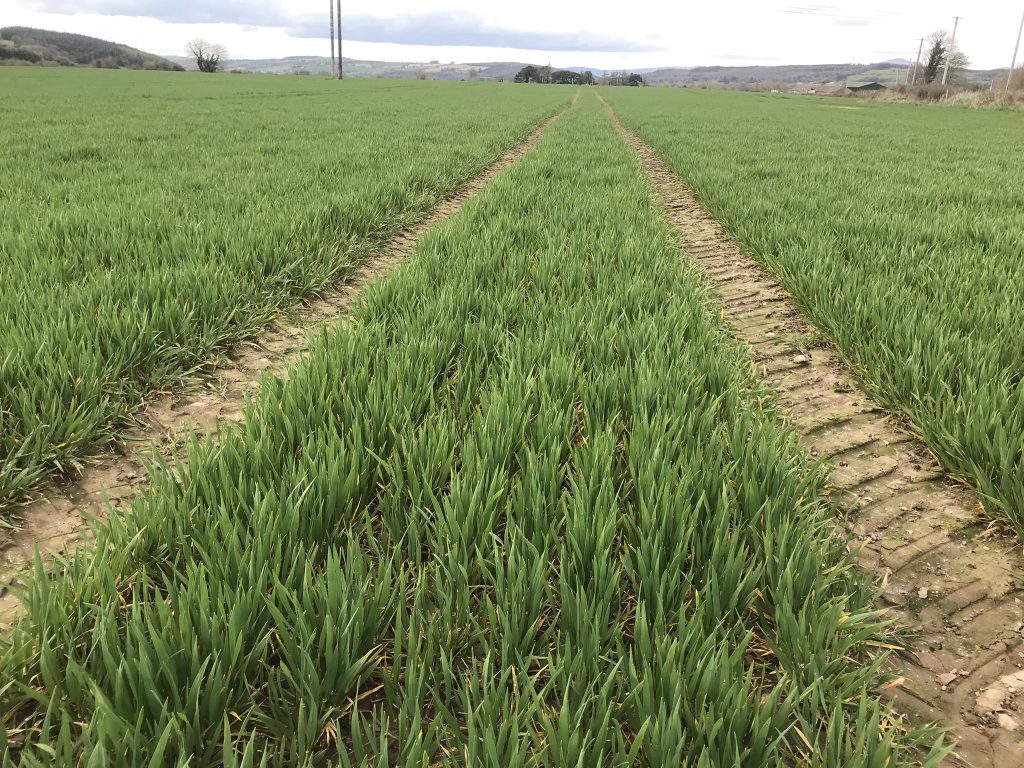 Pixel winter barley on Padraig’s farm earlier this month. Image source: Padraig Connery