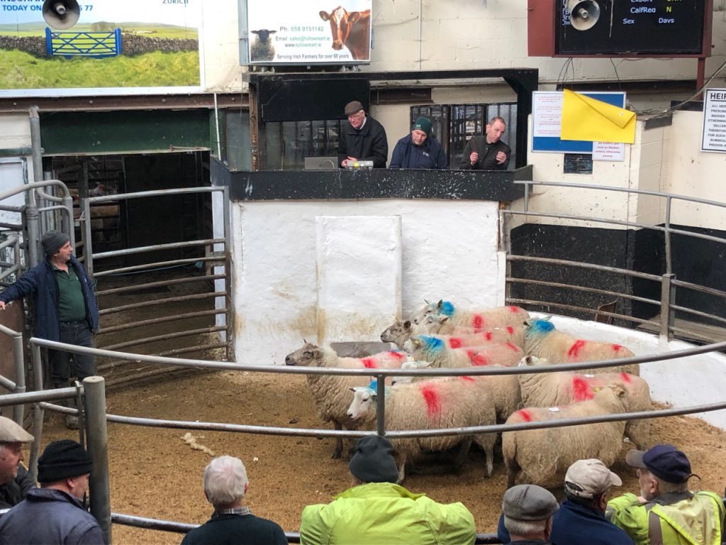 Sheep sale in full swing at Tullow Mart prior to Covid-19