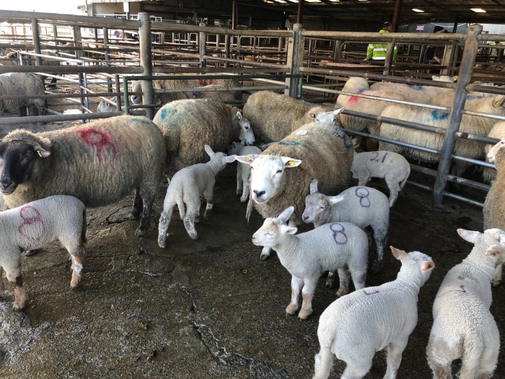 Ewes with lambs at foot penned at Tullow Mart prior to Covid-19