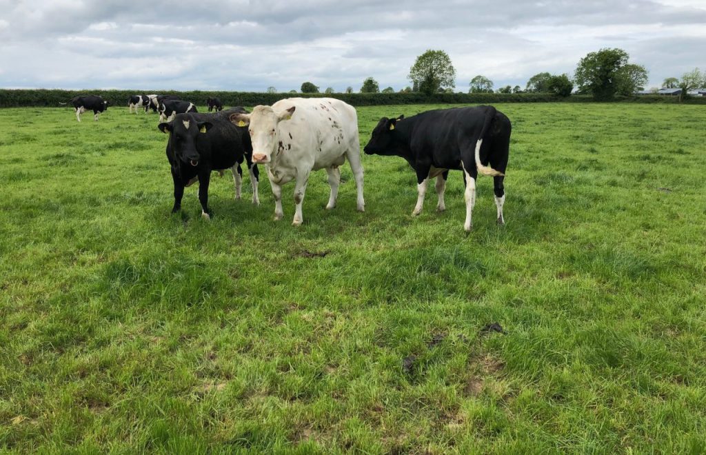 Identifying cows that are in heat can be made easier through the use of ‘teaser’ bulls