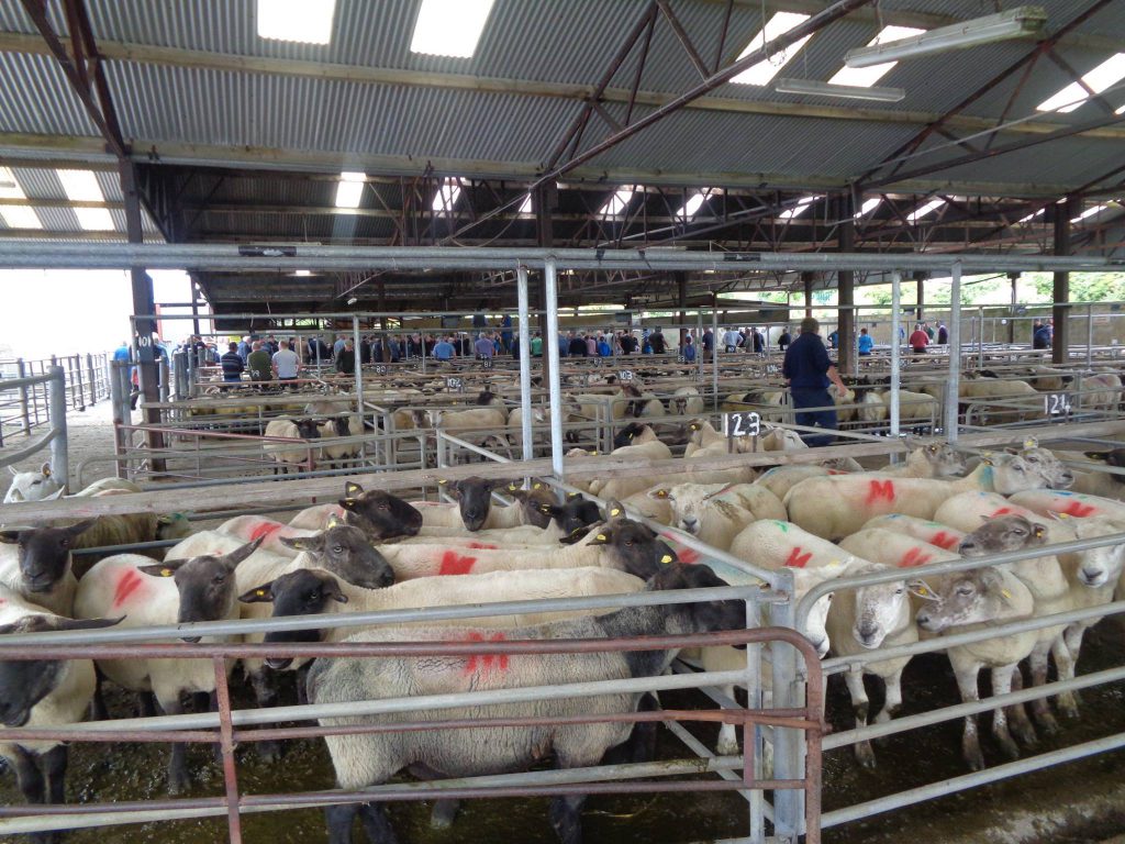Sheep sale in full swing at Ballinasloe Mart prior to Covid-19