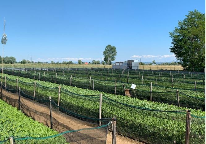 Typical snail farm using the Cherasco Method; in Ireland bird netting will be required to protect the snails