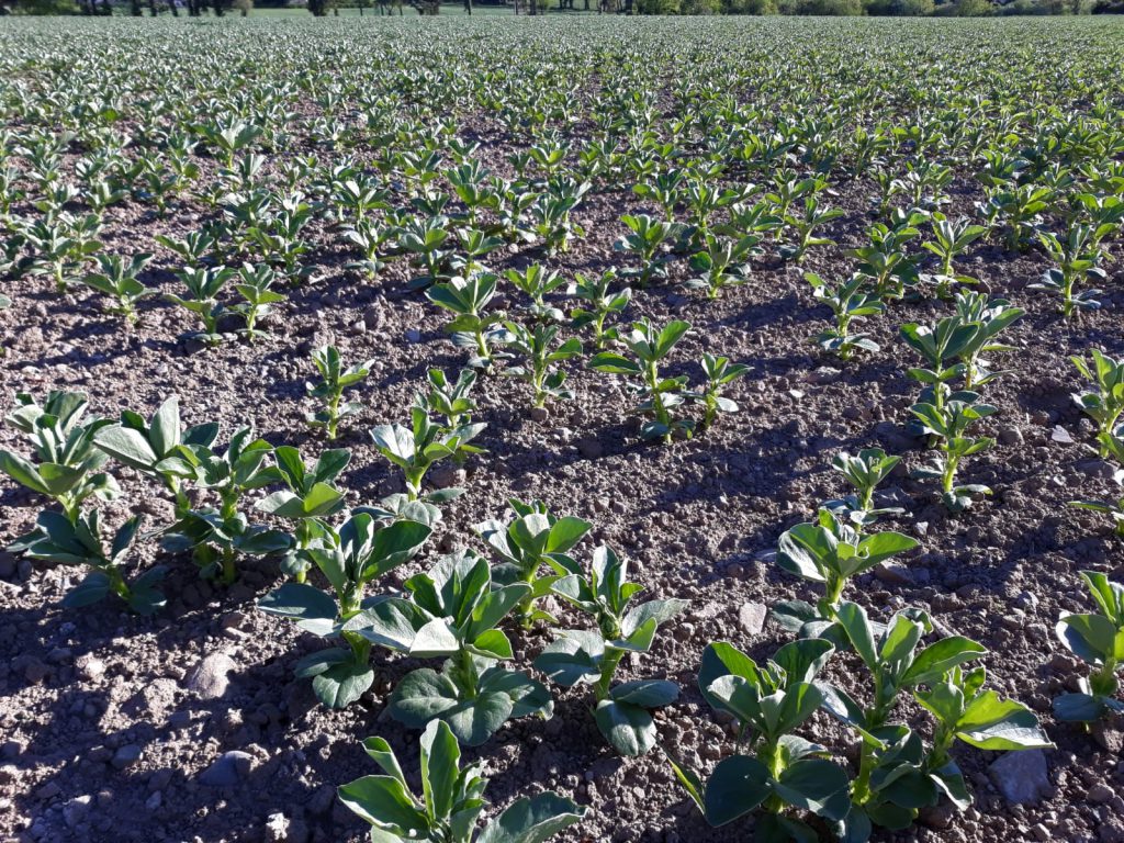 Image source: Kevin Egan, Liffey Mills