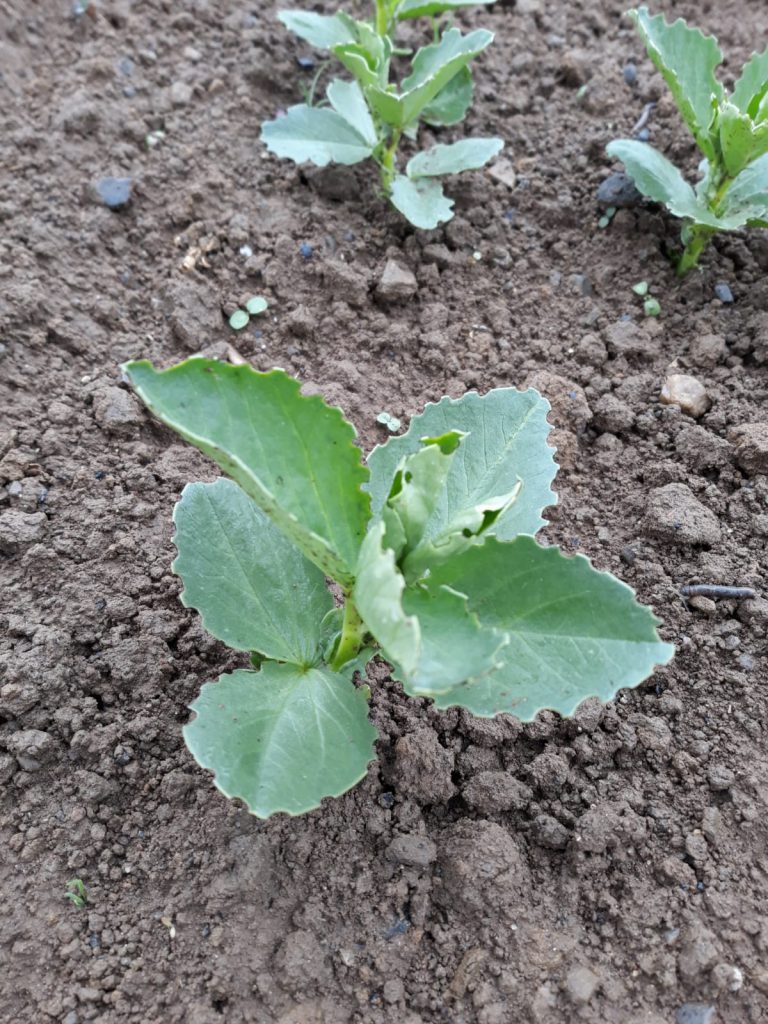Bean weevil damage in beans. Image source: Kevin Egan, Liffey Mills