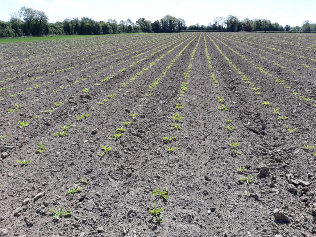 Image source: Kevin Egan, Liffey Mills