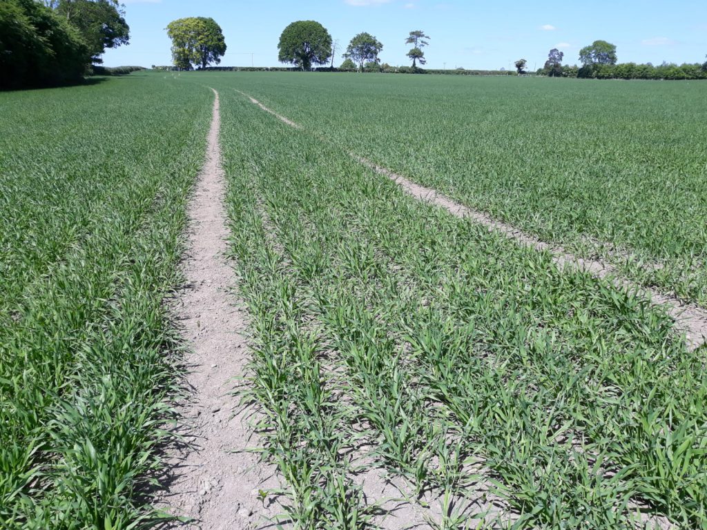 Spring barley that Kevin walked last week. Image source: Kevin Egan, Liffey Mills