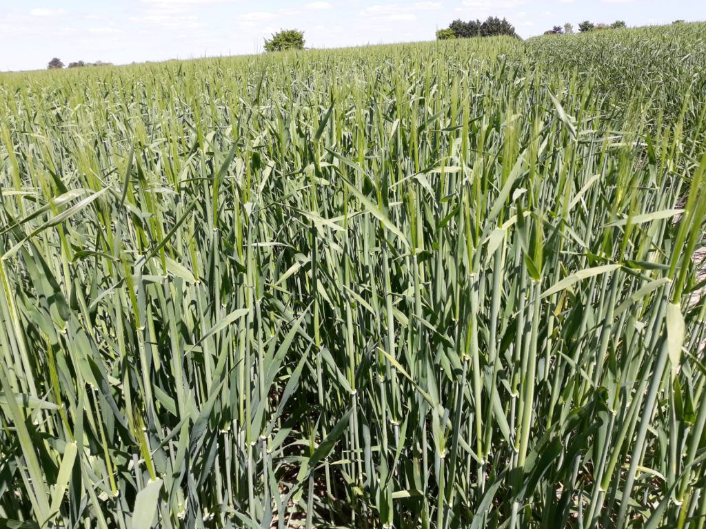 Winter barley with awns out last week. Image source: Kevin Egan, Liffey Mills