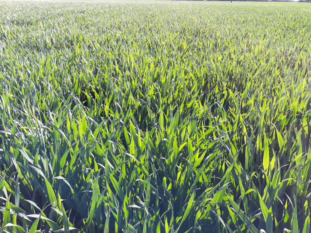 Image source: Kevin Egan, Liffey Mills