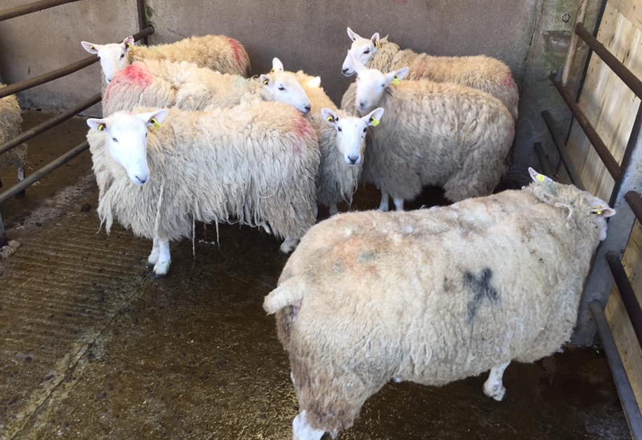 Sheep penned at Manorhamilton Mart on Wednesday, May 27