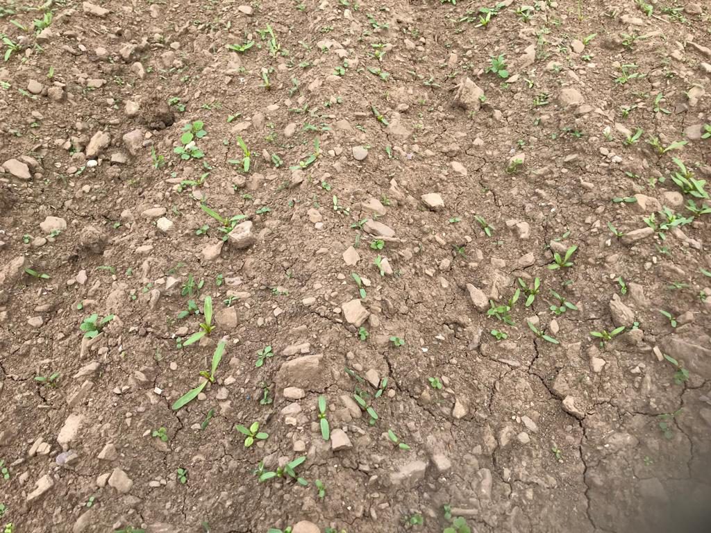 Conviso smart beet with plenty of wild beet between rows. Image source Mark Hosford, Southern Fuels and Farm Supplies