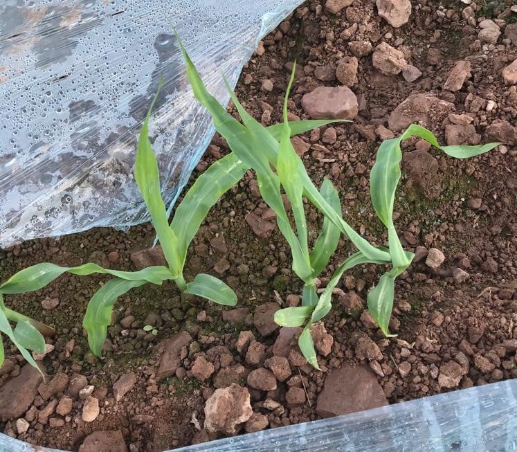 Maize is coming through plastic. Image source Mark Hosford, Southern Fuels and Farm Supplies