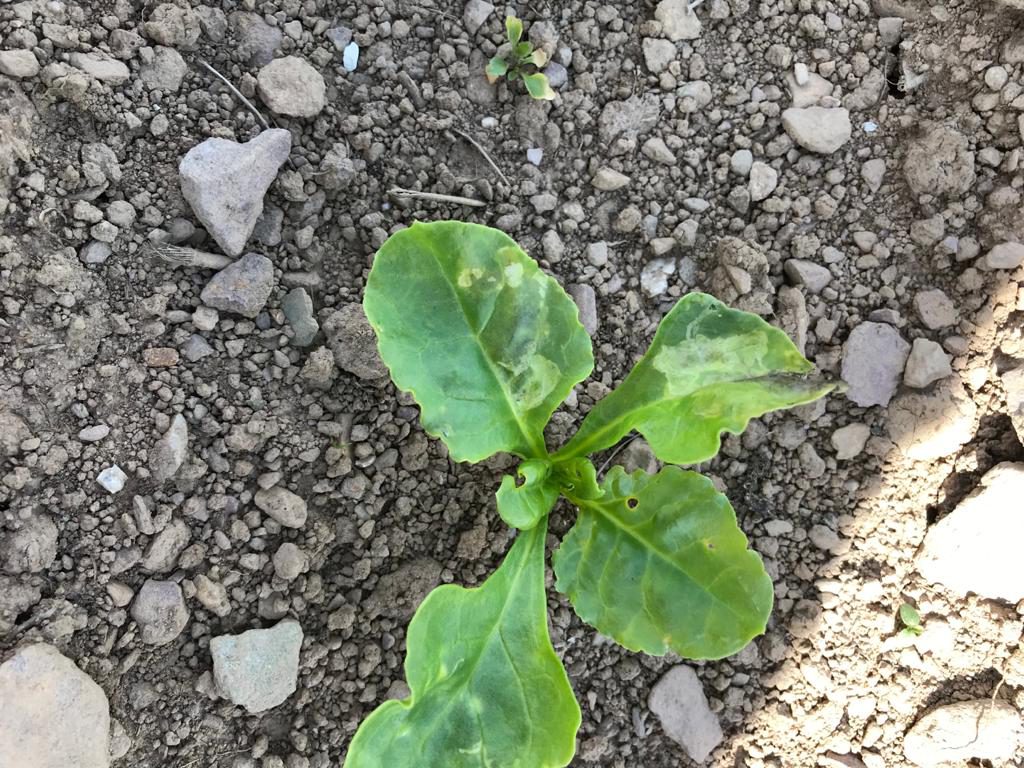 Mangel Fly in beet. Image source Mark Hosford, Southern Fuels and Farm Supplies