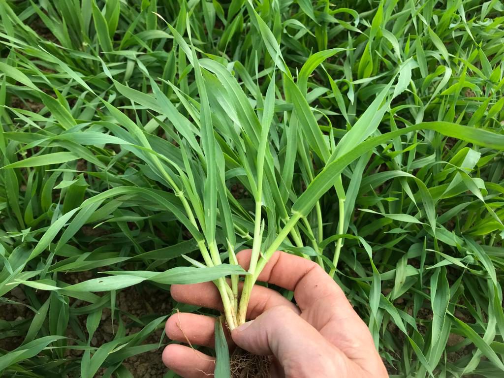 Spring barley last week. Image source Mark Hosford, Southern Fuels and Farm Supplies