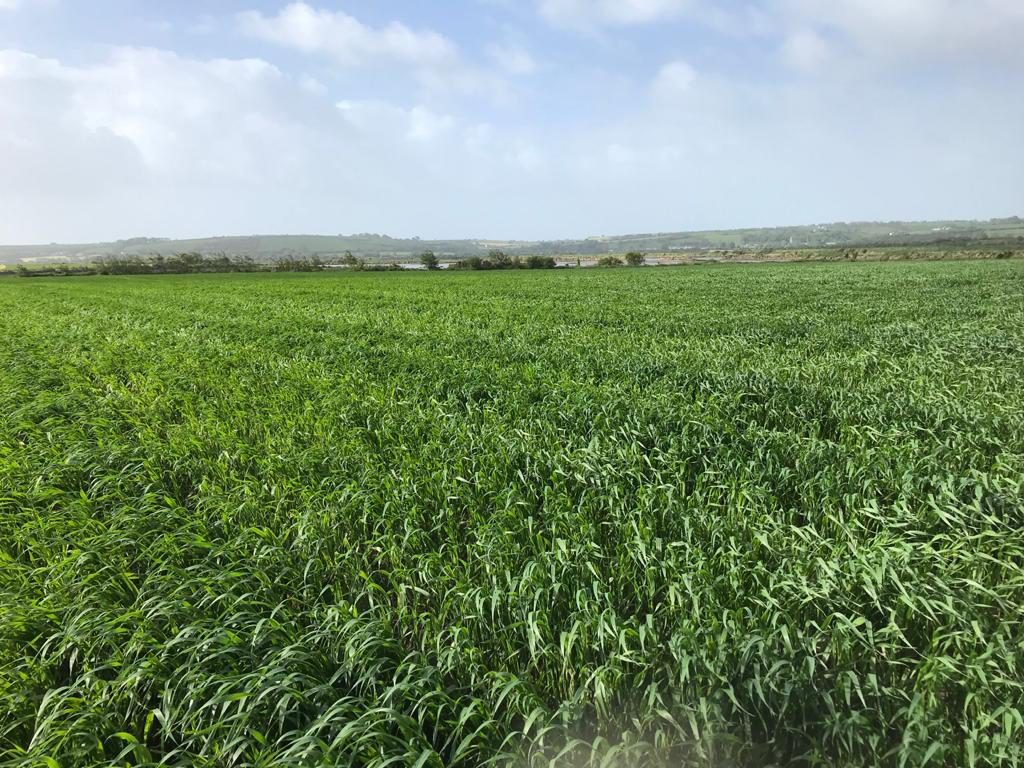 Spring oats. Image source Mark Hosford, Southern Fuels and Farm Supplies