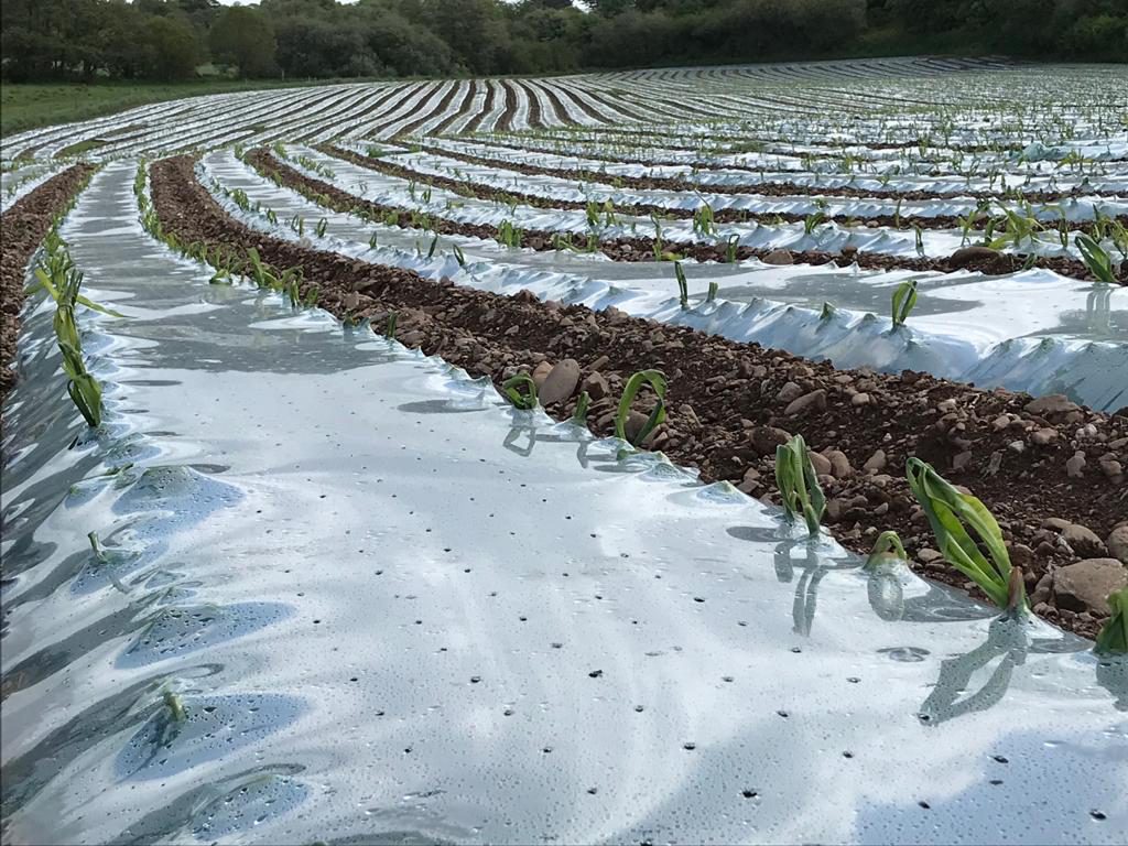 Maize coming through the plastic late last week in east Cork. Image source: Mark Hosford