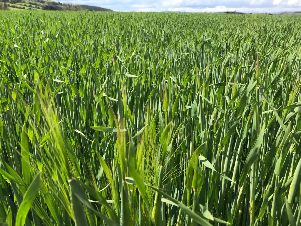 Pixel winter barley heading out this week on Padraig’s farm. Image source: Padraig Connery
