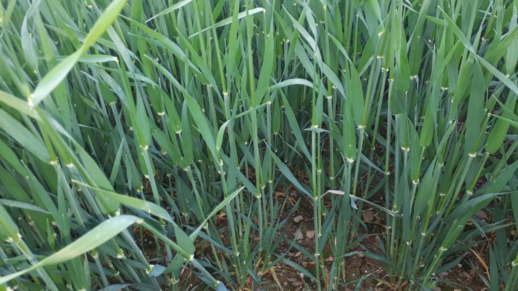 Image source: Tim Sheil