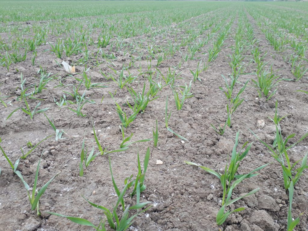 Image source: Tim Sheil