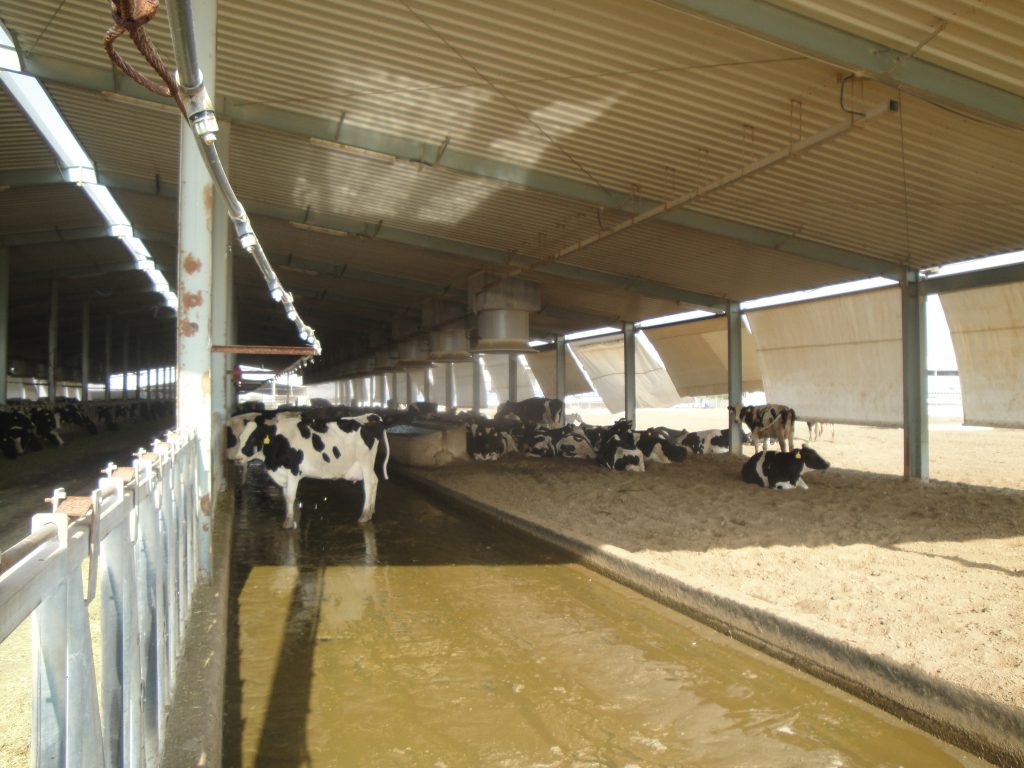The high-yielding Holstein Friesian cows enjoy the shade and the water misters
