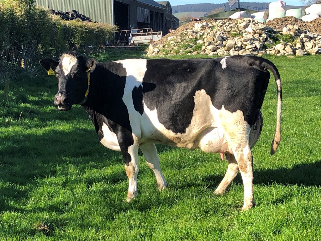 A Bartlemy Andrew (YAB) daughter. Image source: Kevin O’Hanlon