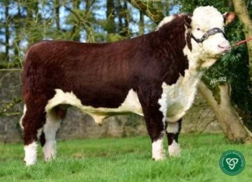 HE5298: Allowdale Apache. Image source: ICBF