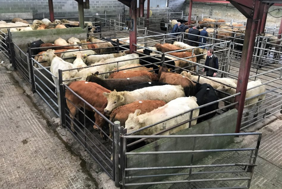 Ballyjamesduff Mart prior to Covid-19 restrictions