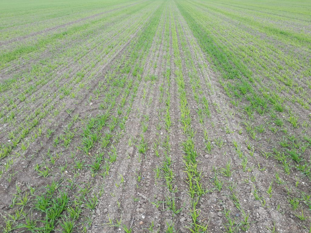 Image source: Tim Sheil