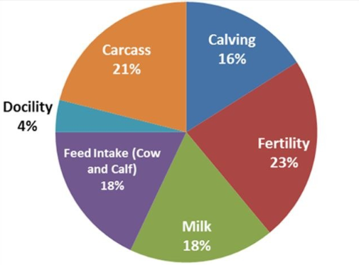 Trait emphasis in the Euro-Star Replacement Index. Carcass traits make up 21% of the index. Data source: ICBF