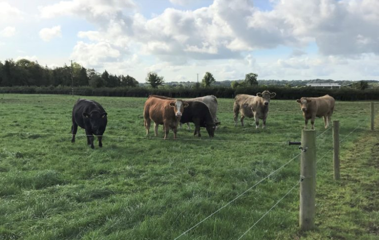 Heifers pictured in 2019