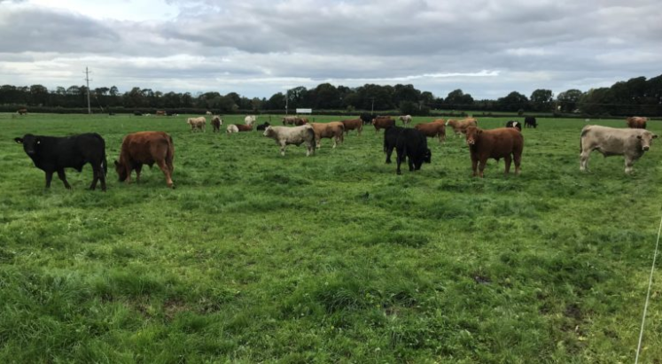 Steers pictured in 2019