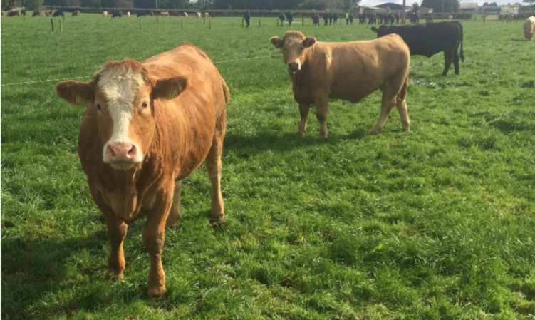 Heifers pictured in 2019