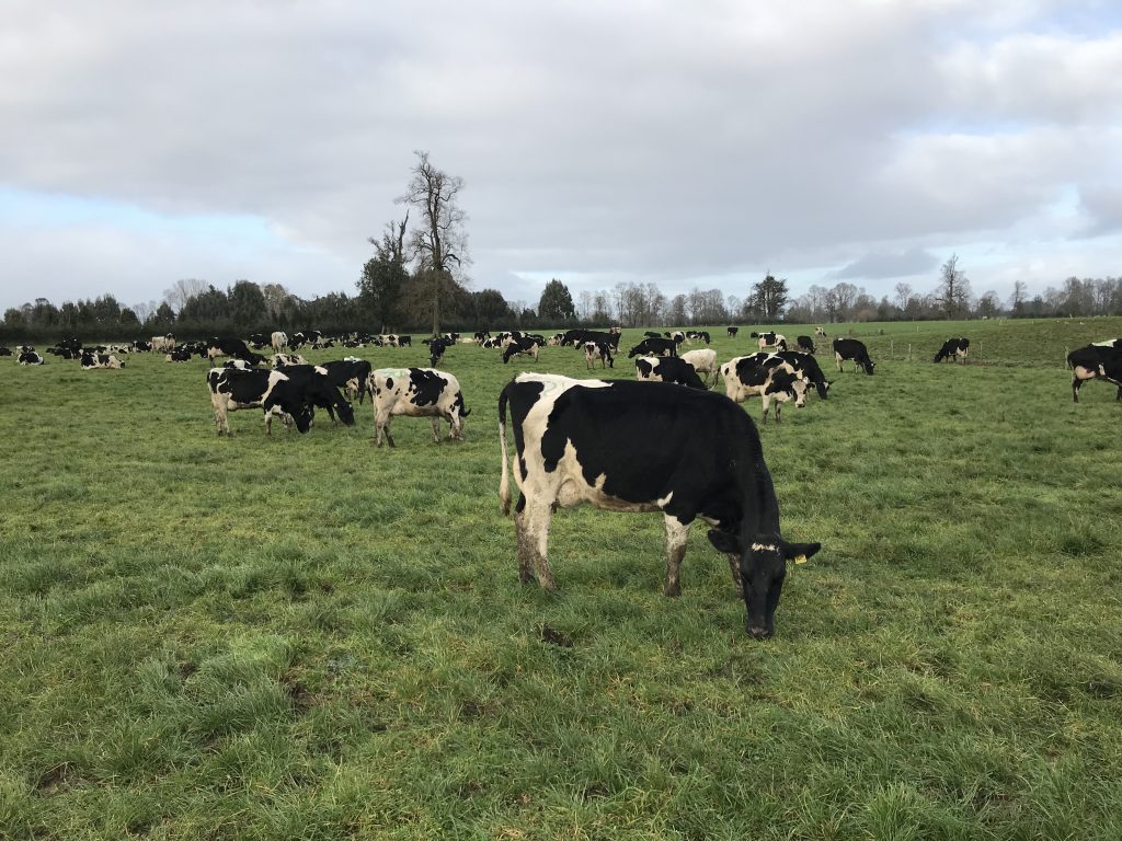 Extensive, well-laid out grazing platforms lead to productive herds