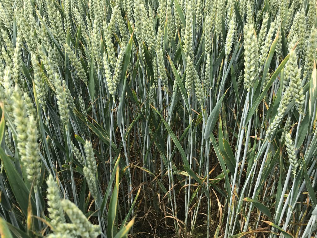 Untreated Graham winter wheat in Department of Agriculture trials at Kildalton Agricultural College