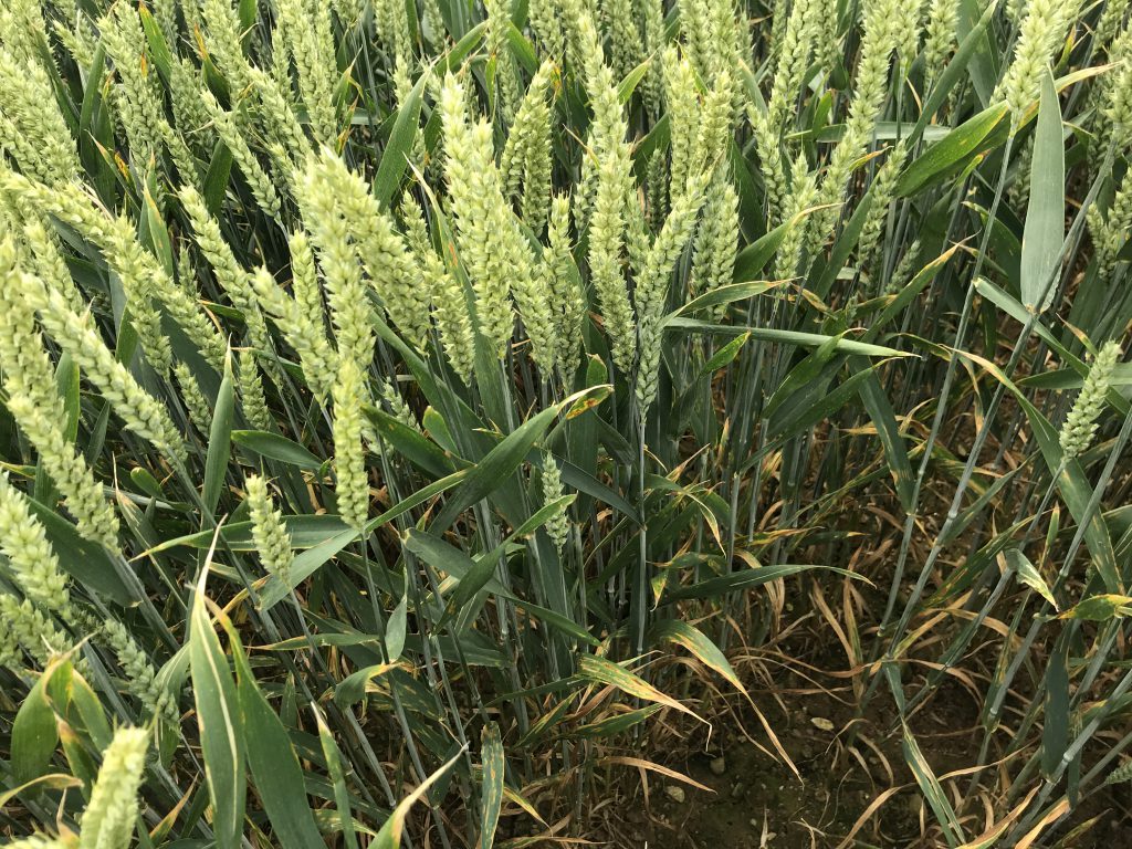 Untreated Chevignon in Department of Agriculture trials at Kildalton Agricultural College