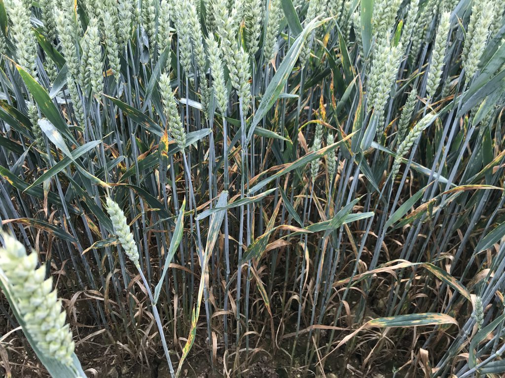 Untreated LG Skyscraper in Department of Agriculture trials at Kildalton Agricultural College