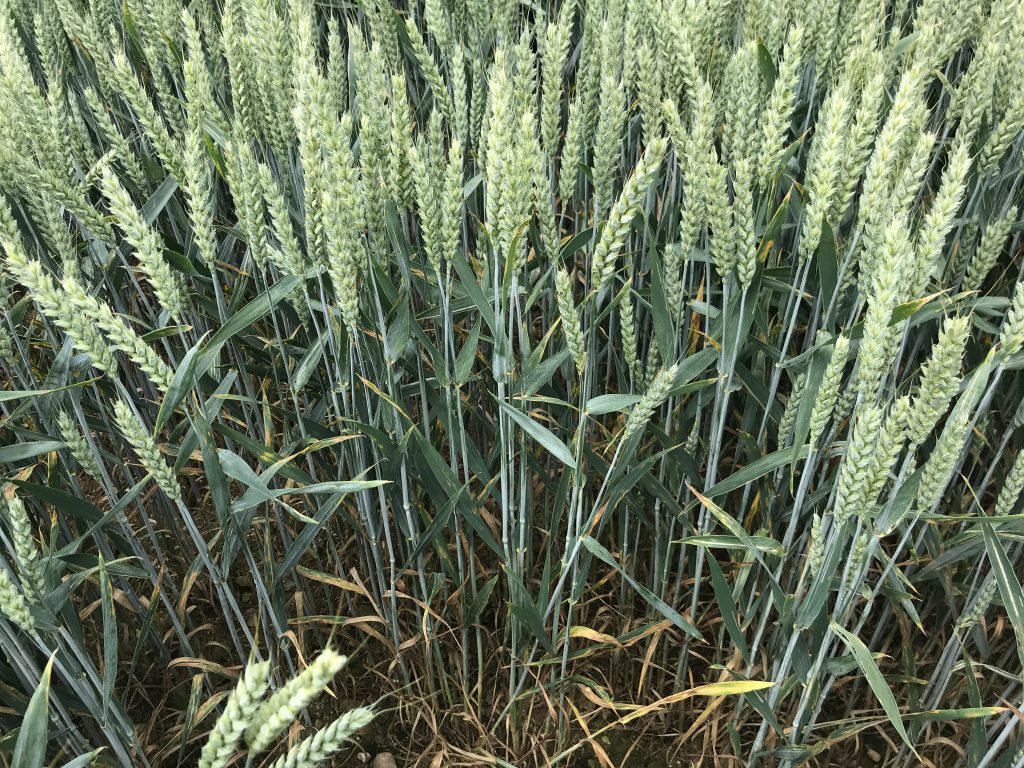 Untreated SY Insitor in Department of Agriculture trials at Kildalton Agricultural College