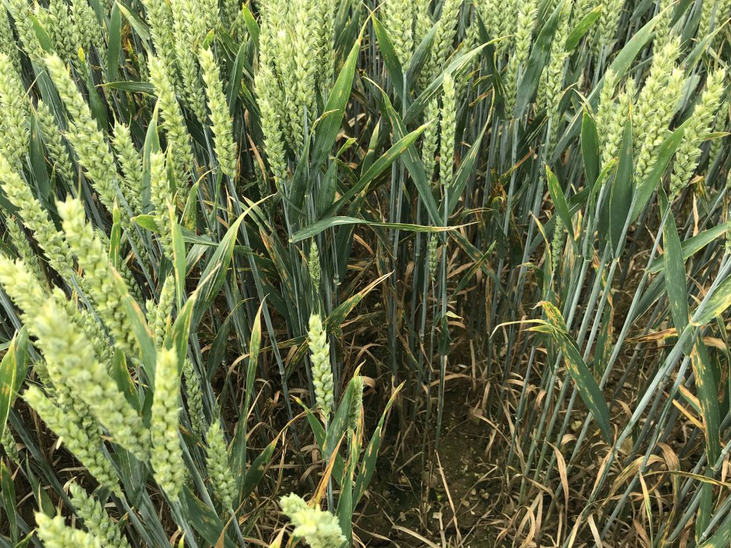 Untreated JB Diego in Department of Agriculture trials in Kildalton Agricultural College