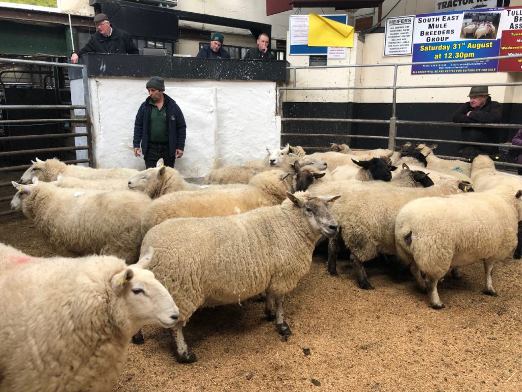 Pen of ewes on offer at Tullow Mart prior to Covid-19
