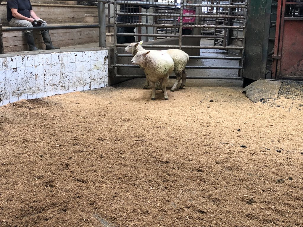 These two lambs weighing 45kg sold for €110/head