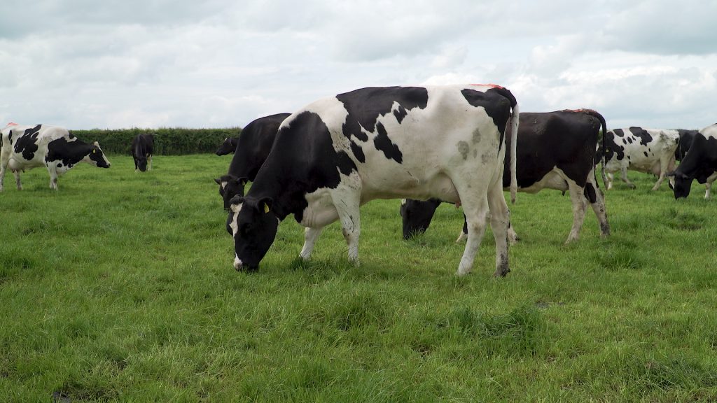 Cows grazing at Gurteen Agricultural College