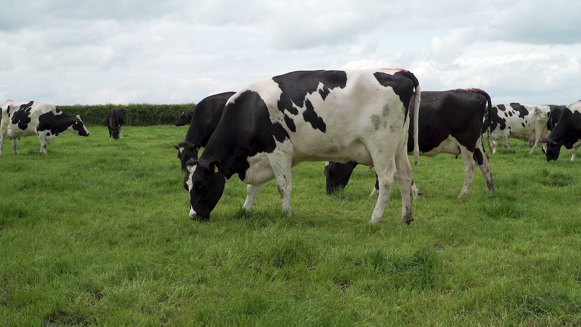 Cows grazing at Gurteen Agricultural College