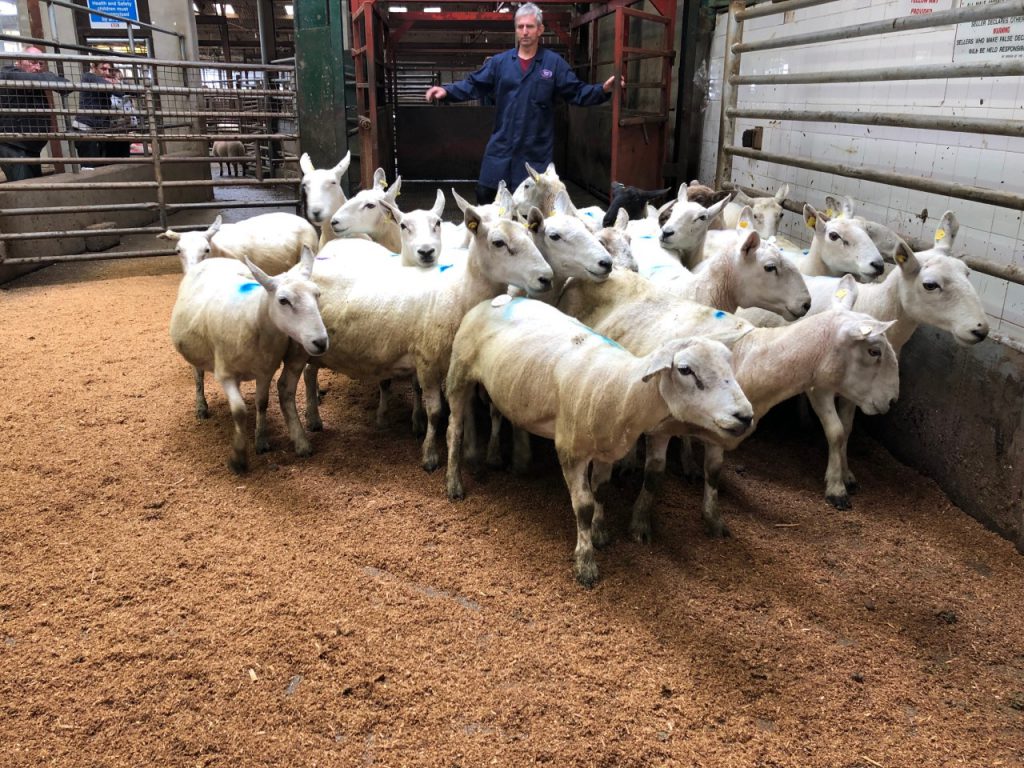 This pen of 21 ewes weighing 70kg sold for €70/head