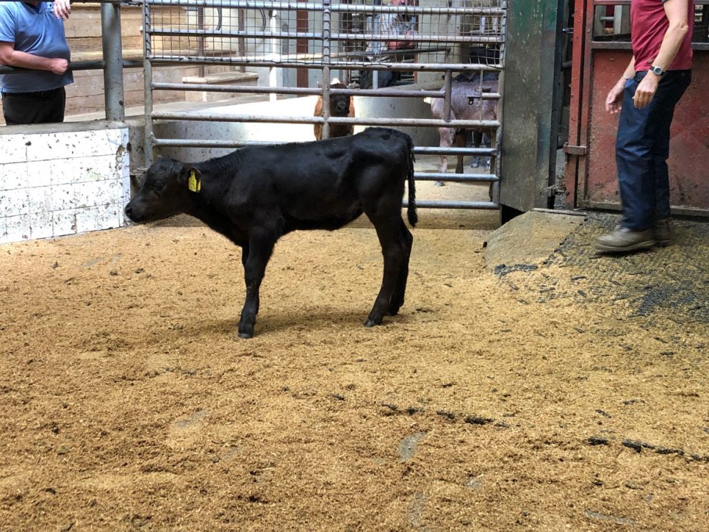 This Angus-cross heifer calf sold for €170/head